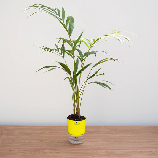 Areca Palm Large - Plant