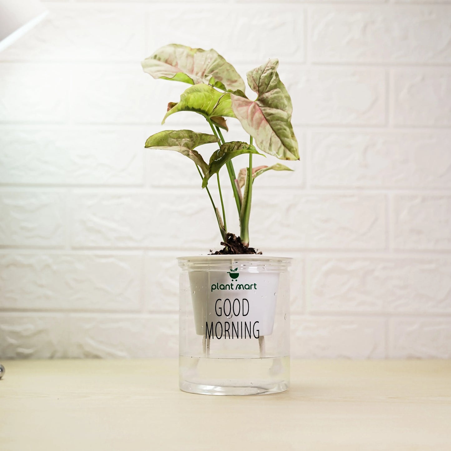 Potted plant in a clear container with 'Good Morning' text against a white textured wall.