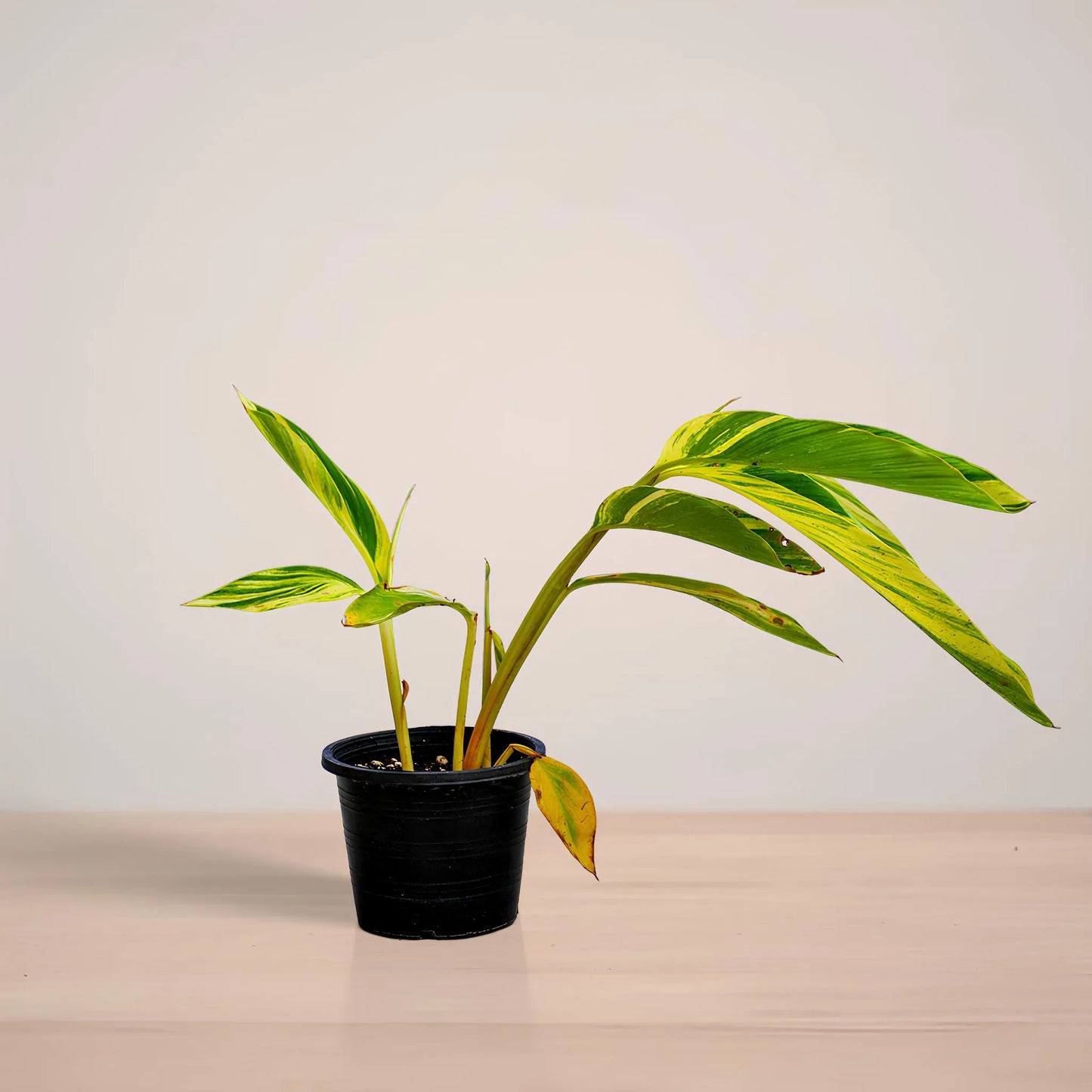 Potted plant with green leaves on a light surface and beige background