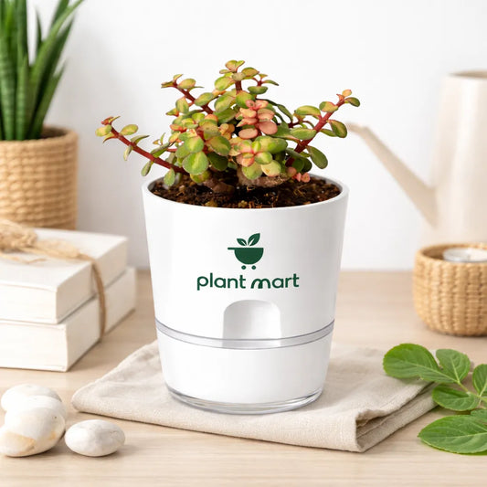 Variegated Elephant Bush Plant (Portulacaria afra Variegata) Pink - PlantMart.pk