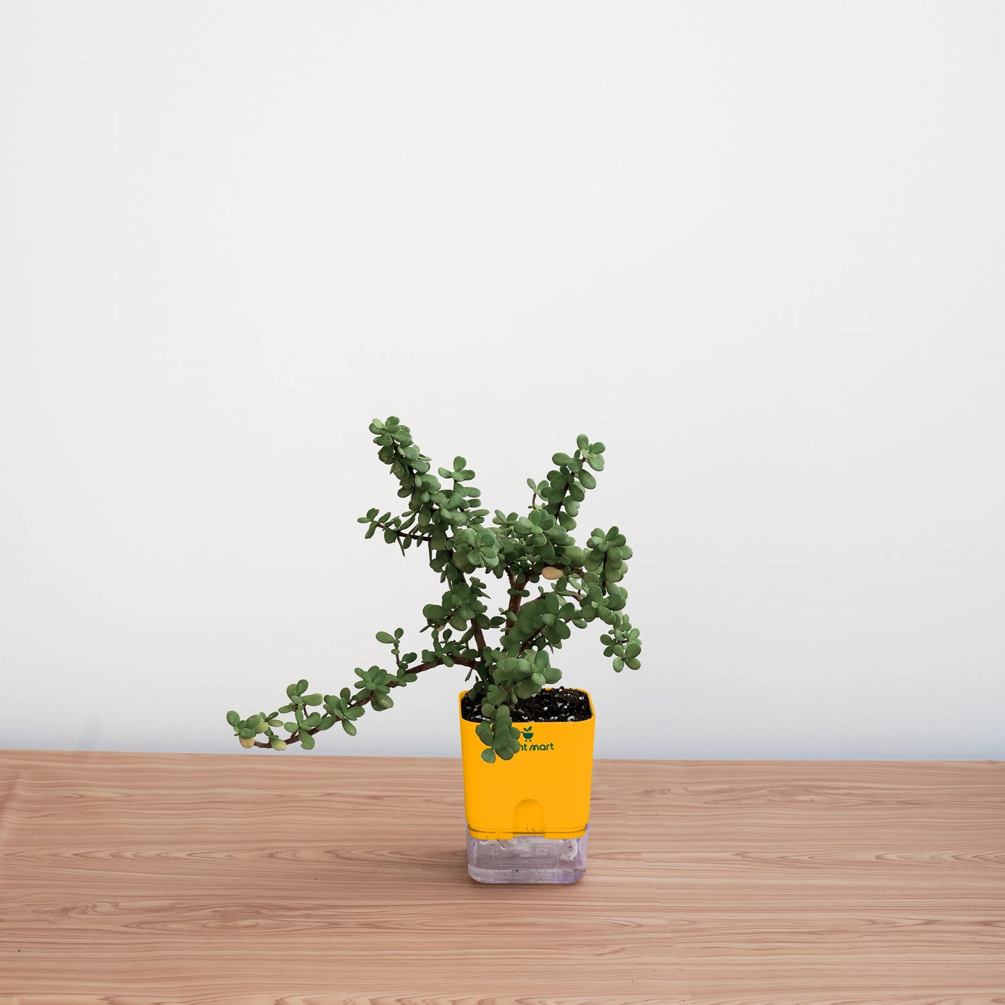 Green potted plant in a yellow pot on a wooden surface with a white background