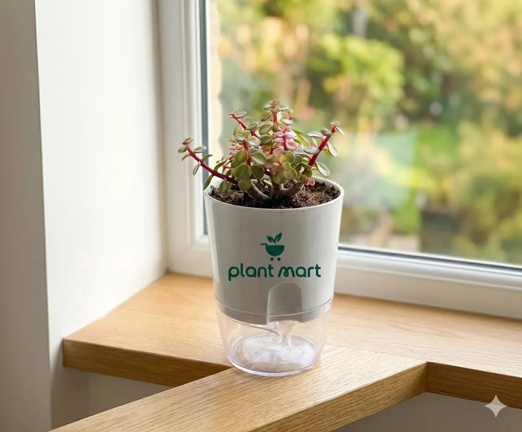 Variegated Elephant Bush plant in pot