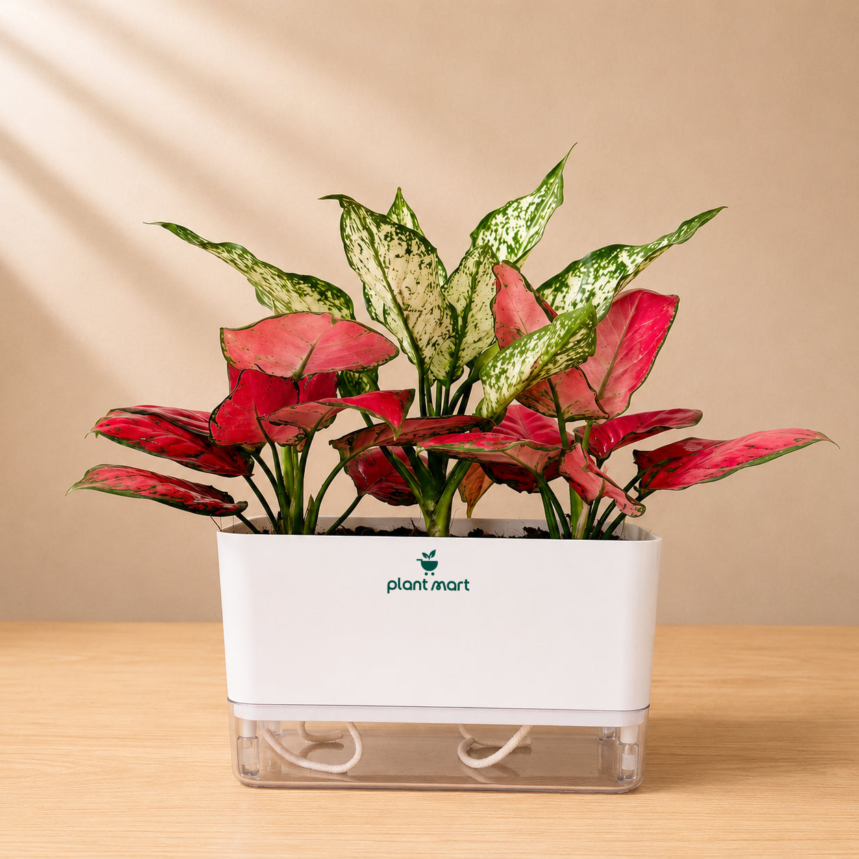 The Aglaonema Garden Box