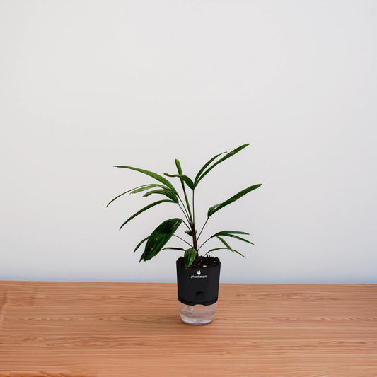 Potted plant on a wooden surface with a white background
