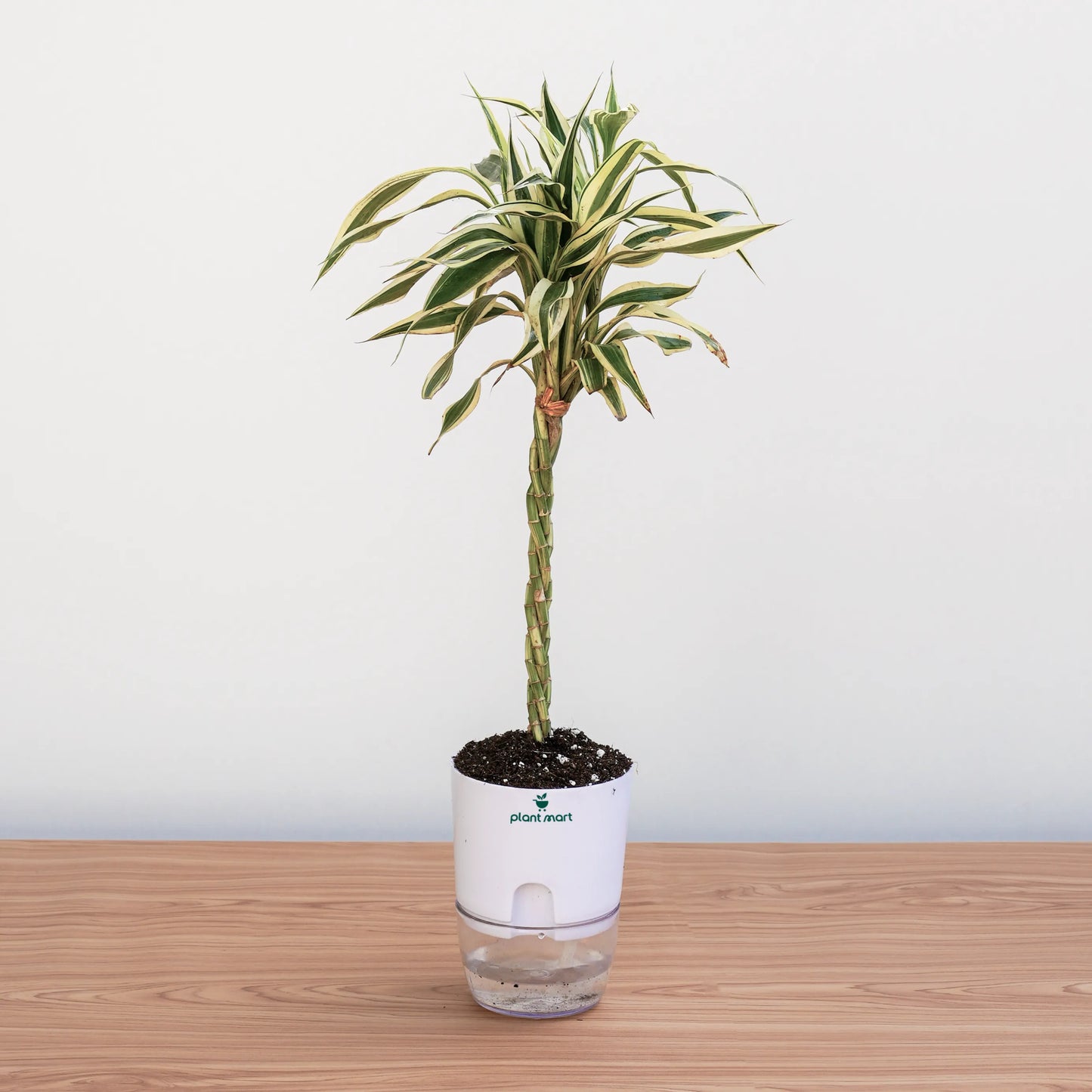 Potted plant on a wooden surface with a white background