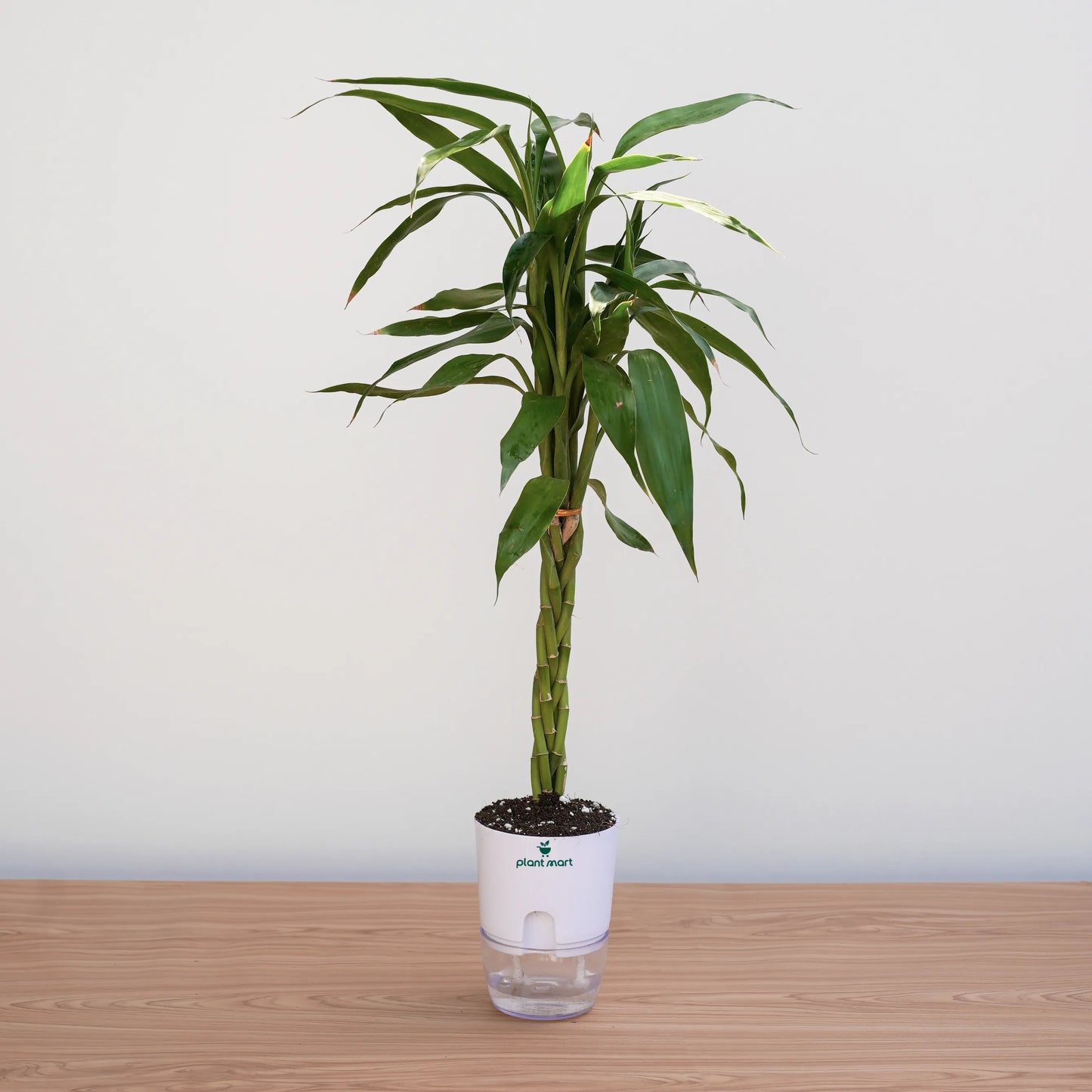 Potted plant on a wooden surface with a plain background