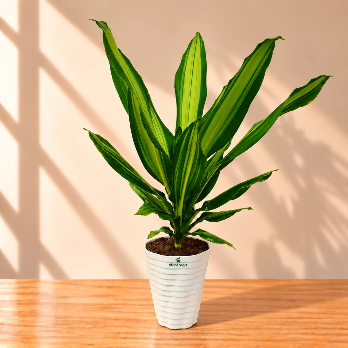 Makki Patta Dracaena Plant