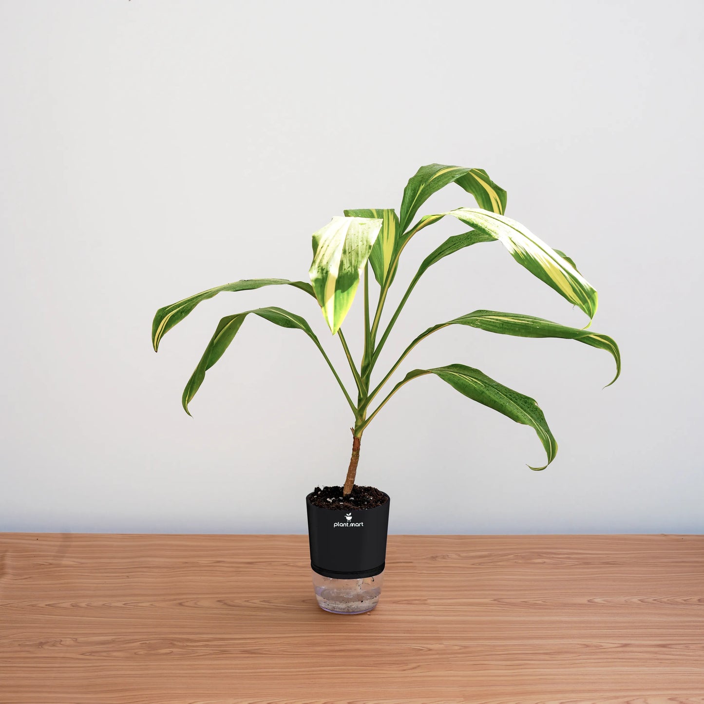 Potted plant on a wooden surface with a plain background