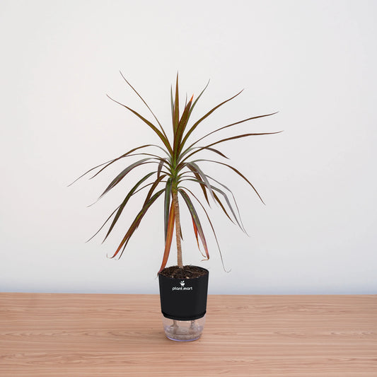 Potted plant on a wooden surface with a white background