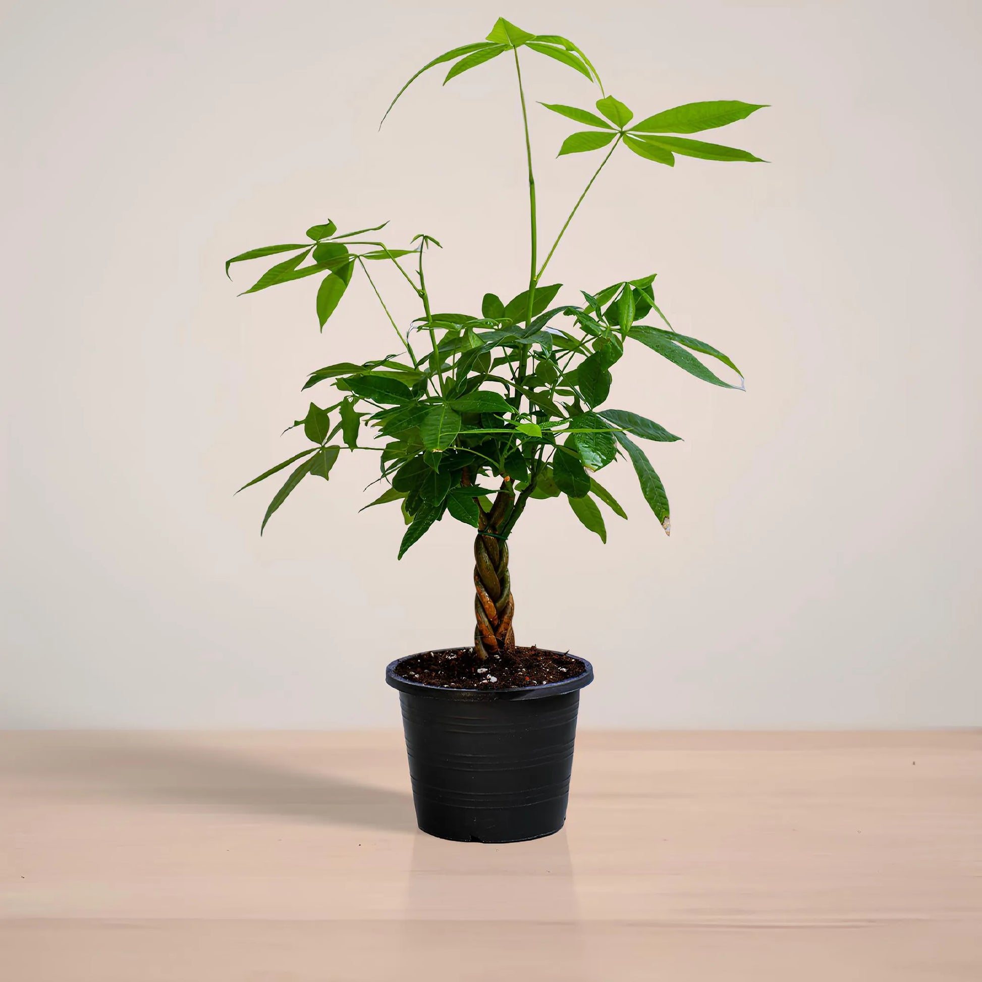 Potted plant on a wooden surface with a plain background