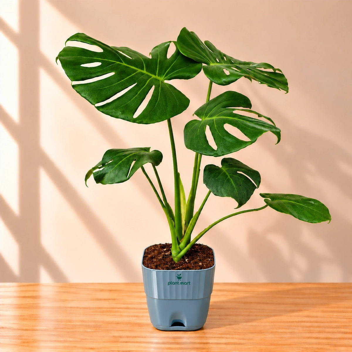Monstera Deliciosa