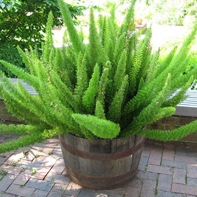 Asparagus Meyeri - Plant - PlantMart.pk