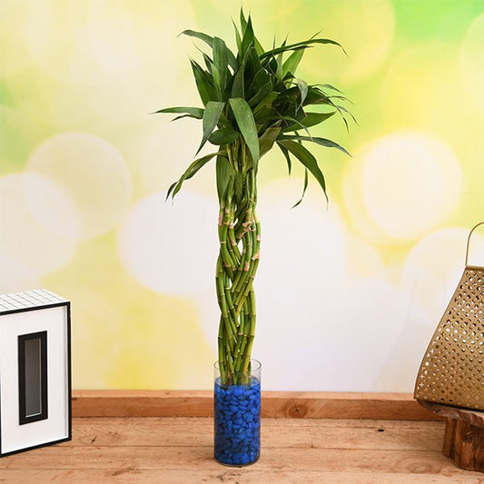 Buy lucky bamboo online