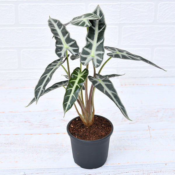 Alocasia Hybrid - Plant - PlantMart.pk