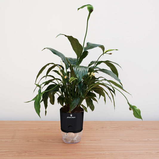 Potted plant with a black device on a wooden surface against a white background
