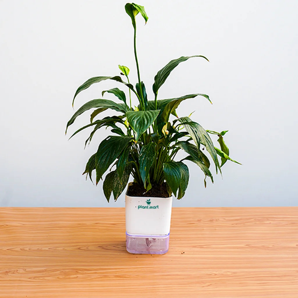 Potted plant on a wooden table with a white background