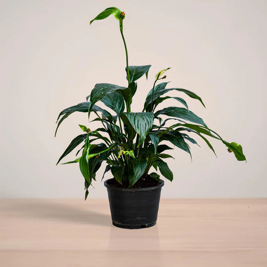 peacelily_plantmart.pk