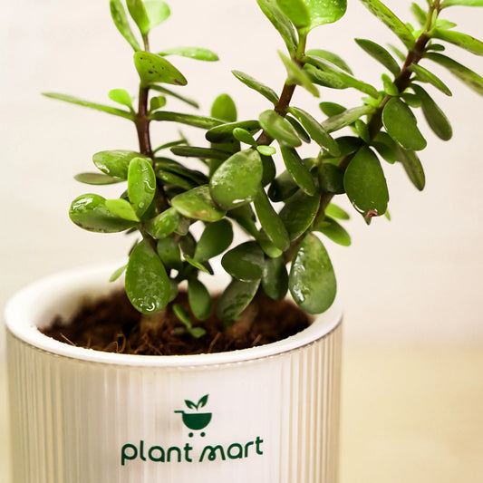 Closeup of healthy indoor jade succulent plant in decorative transparent pot