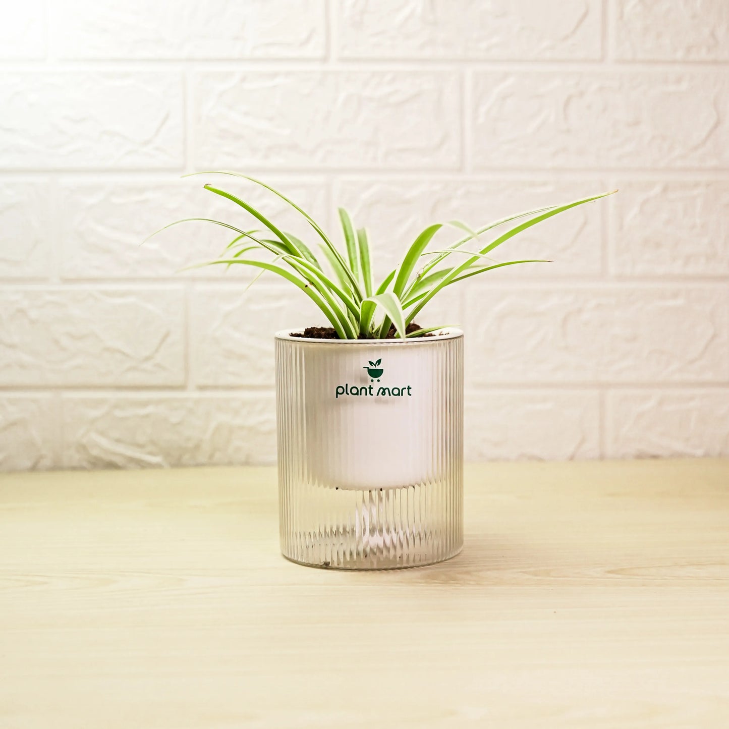 Spider Plant in crystal transparent decorative pot by PlantMart.pk
