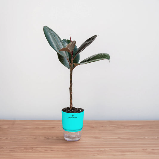 Ficus Elastica, Rubber Plant - Plant - PlantMart.pk