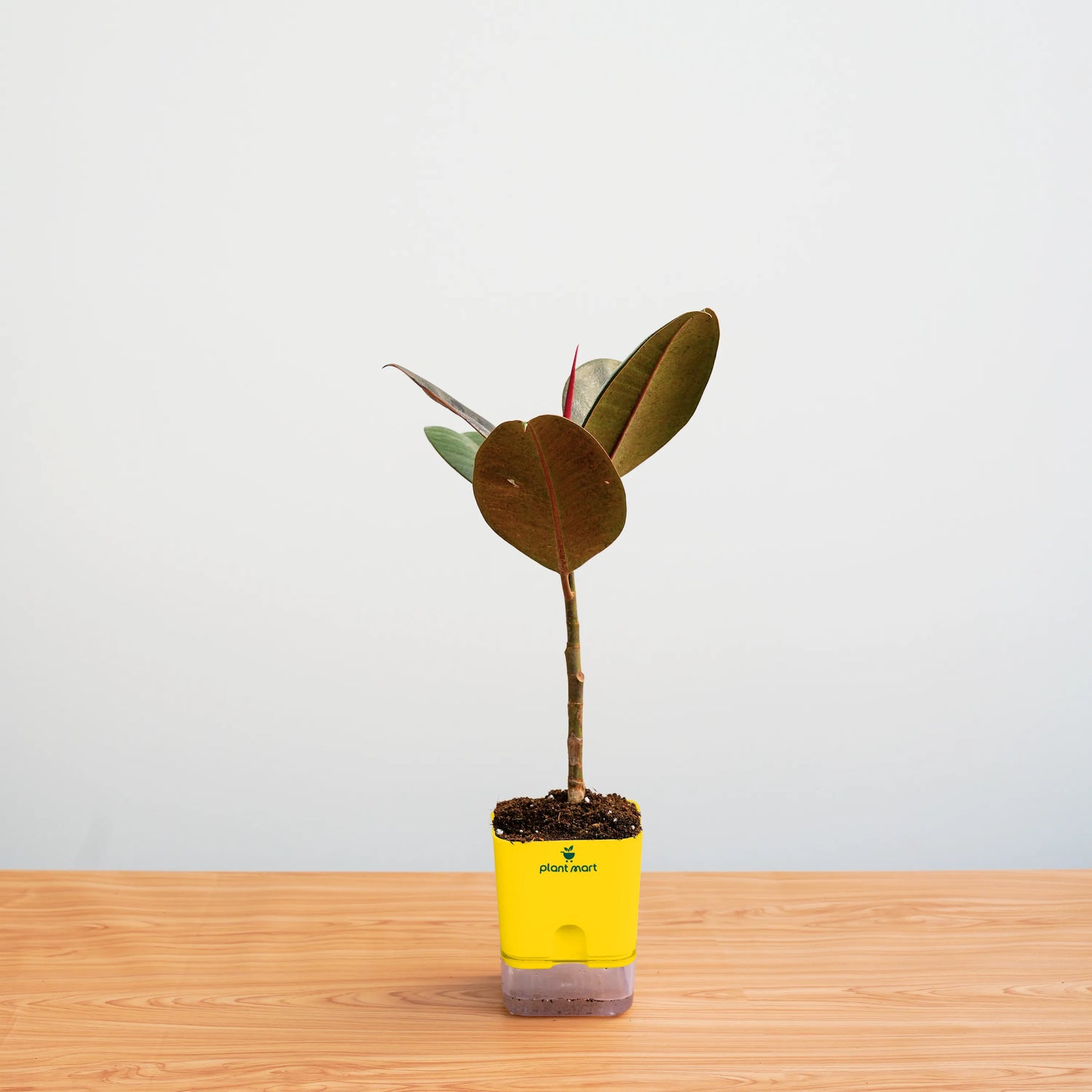 Small potted plant with a yellow pot on a wooden surface against a light gray background
