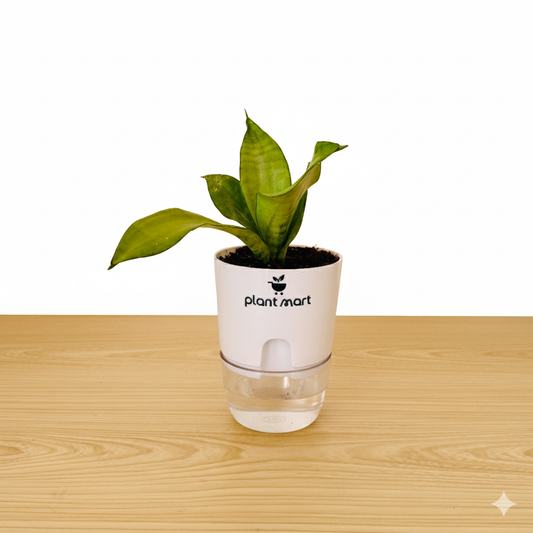 Sansevieria Snake Plant Moonshine Silver - PlantMart.pk