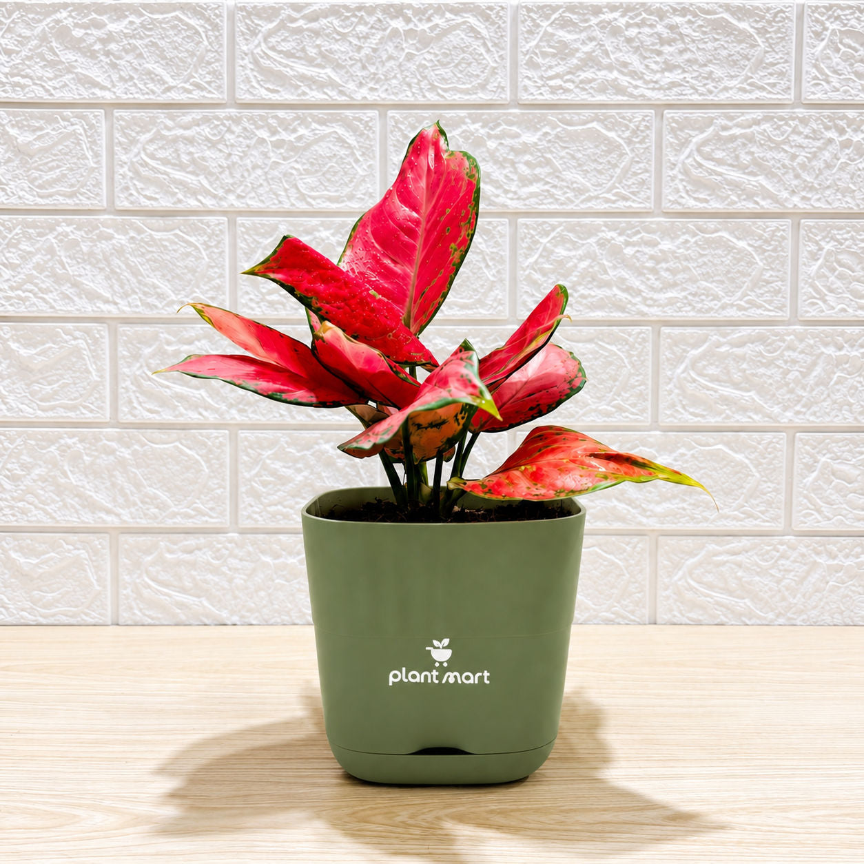 Red Aglaonema indoor plant in Smart Self-Watering Pot by PlantMart.pk