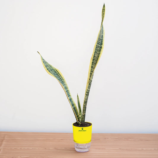 Potted snake plant on a wooden surface with a white background