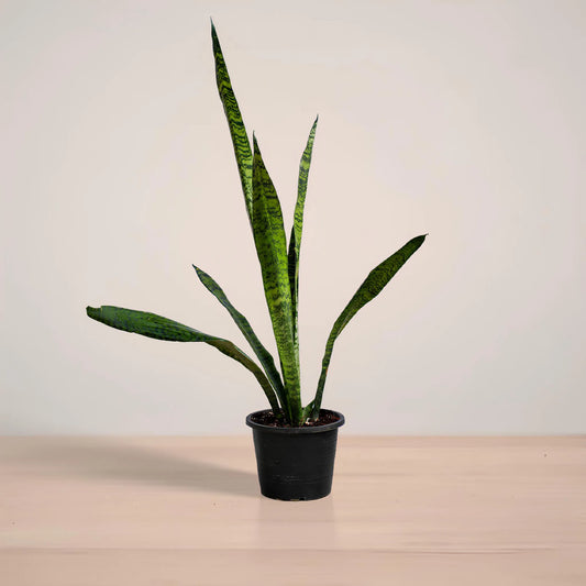 Potted snake plant on a wooden surface with a plain background