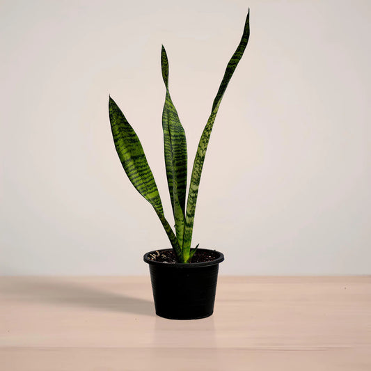 Potted snake plant on a wooden surface with a plain background