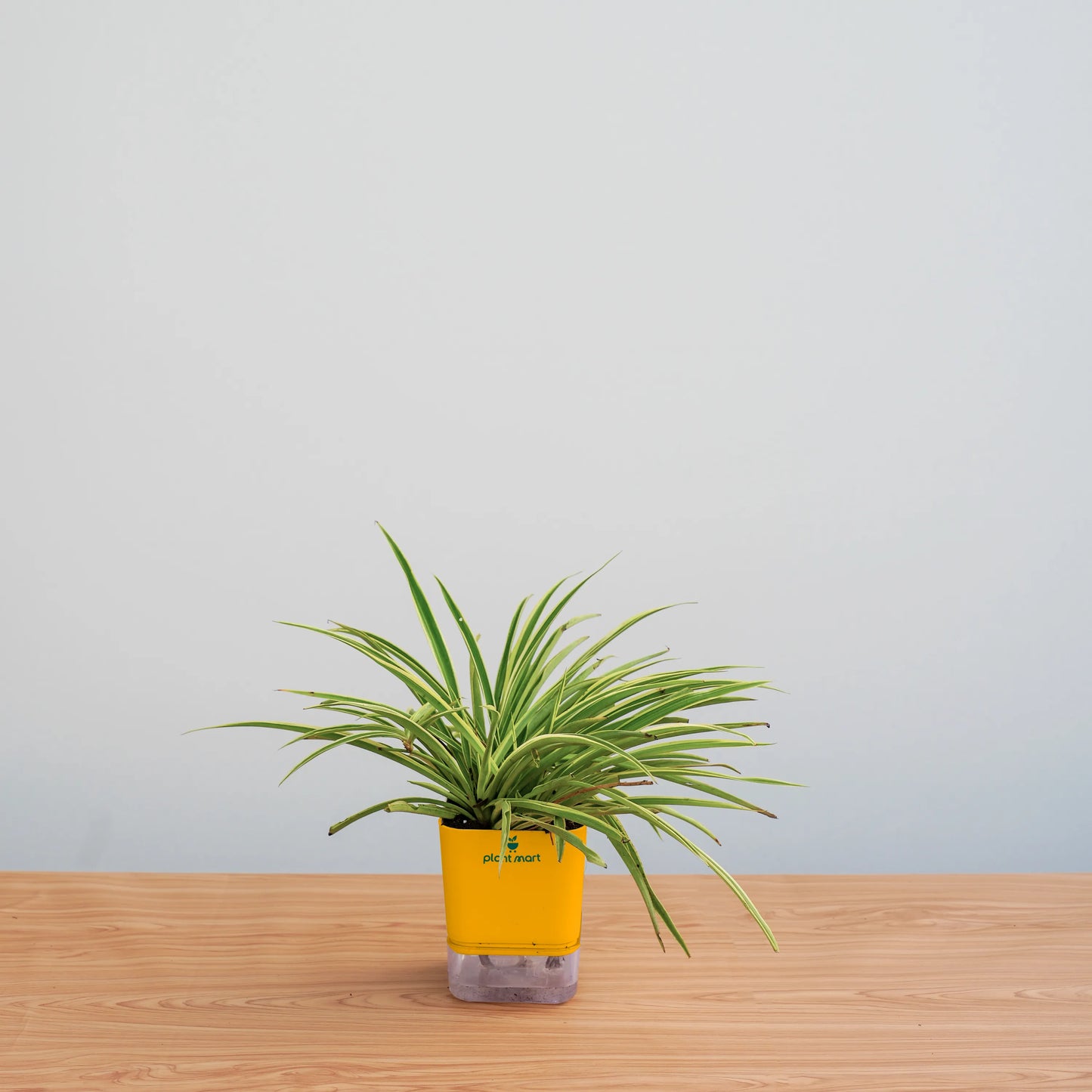 spider-plant-hydro-round-aqua-plantmartpk