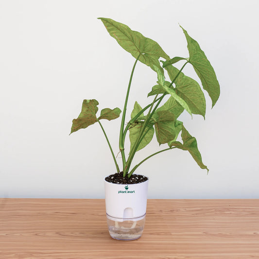 Potted plant with a clear container and white base on a wooden surface