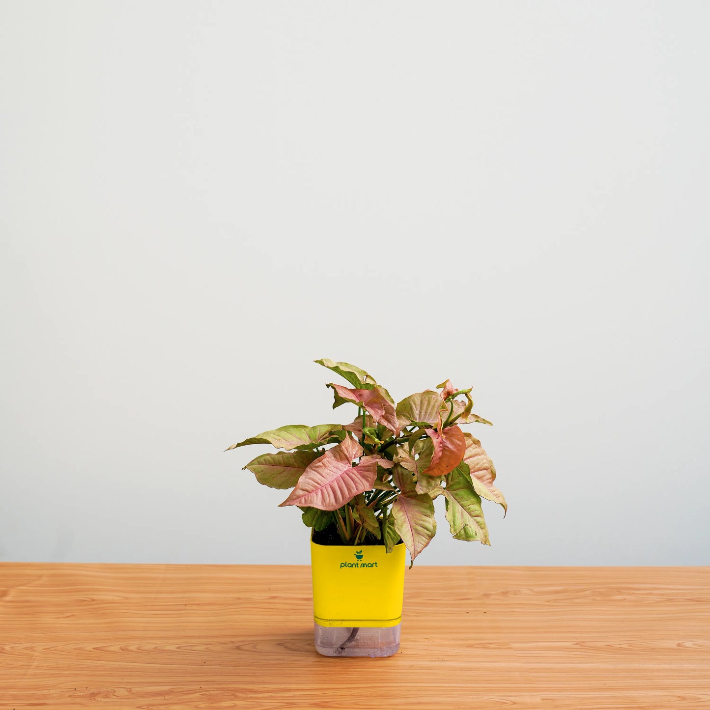 Syngonium Pink – Soft Pink Indoor Houseplant - PlantMart.pk