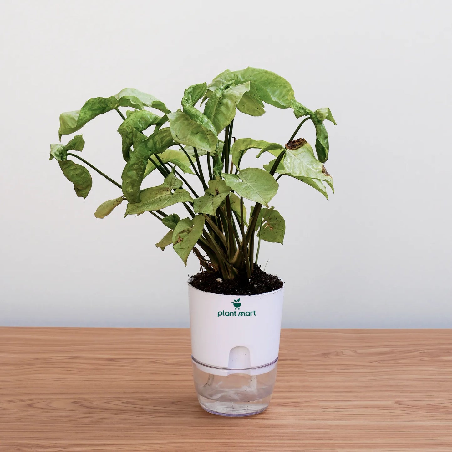 Potted plant in a clear container with a white base on a wooden surface