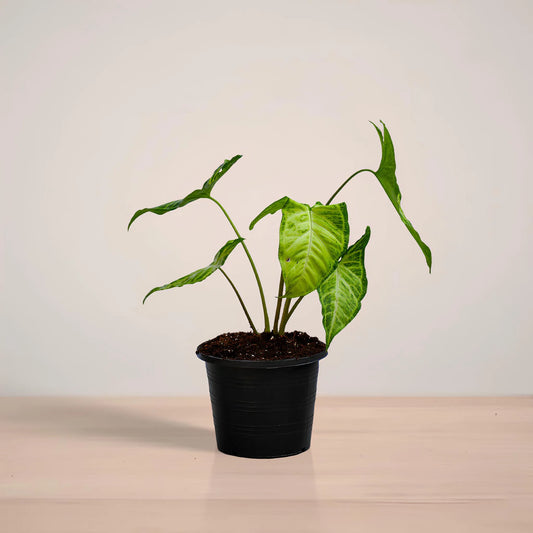 Potted plant on a reflective surface with a neutral background