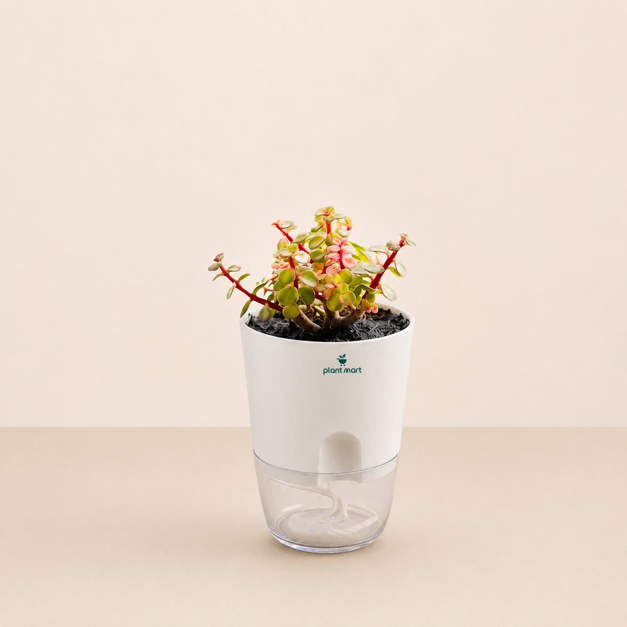 Variegated Elephant Bush Plant (Portulacaria afra Variegata) Pink