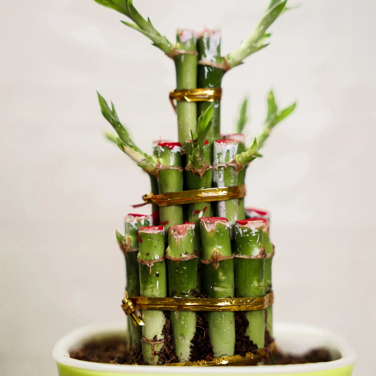 Stacked green bamboo plants in a pot with a plain background