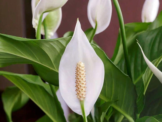 Why You Need a Peace Lily Key Benefits for Your Home!
