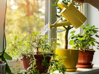 Indoor Plants and Their Amazing Benefits for Your Home