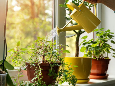 Indoor Plants and Their Amazing Benefits for Your Home
