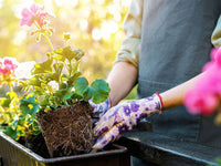 Grow From Seeds: A Complete Guide for Pakistan Gardeners