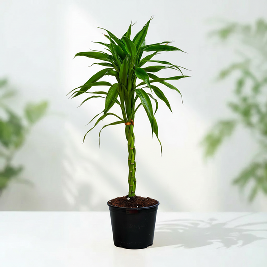 Air Purifying Plants