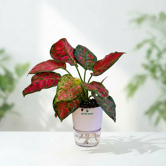 Aglaonema Plants