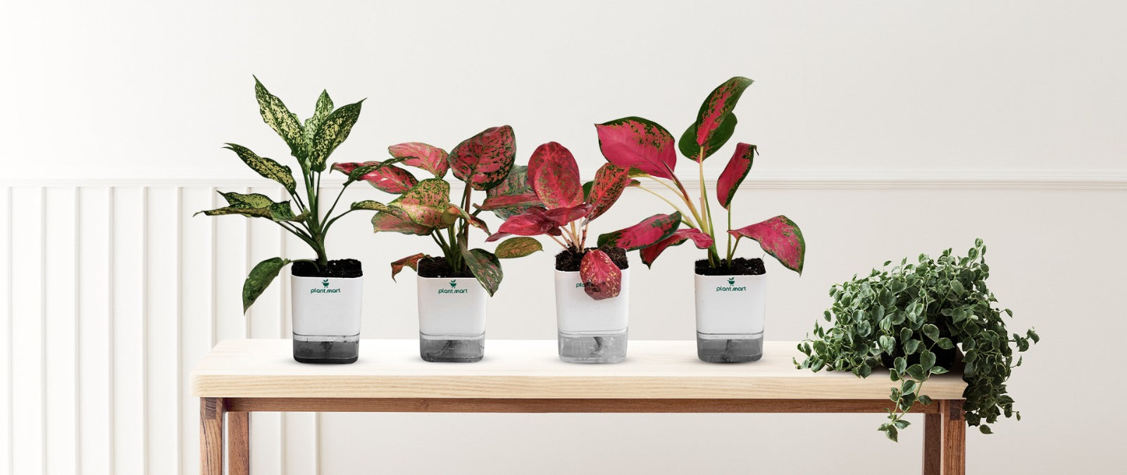 Aglaonema Plants