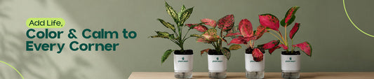 Aglaonema Plants