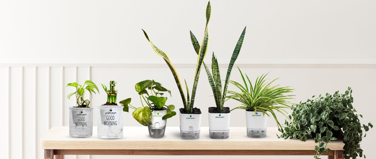Air Purifying Plants