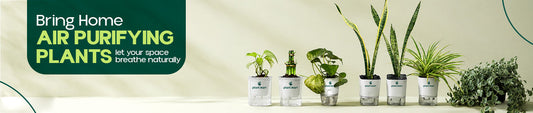 Air Purifying Plants