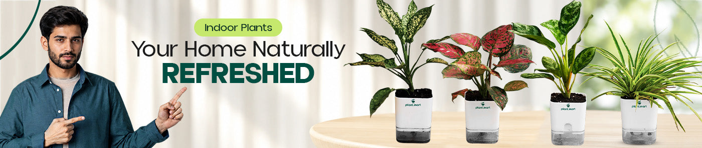 Indoor Plants