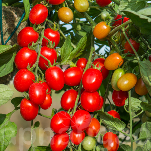 Vegetable Seeds