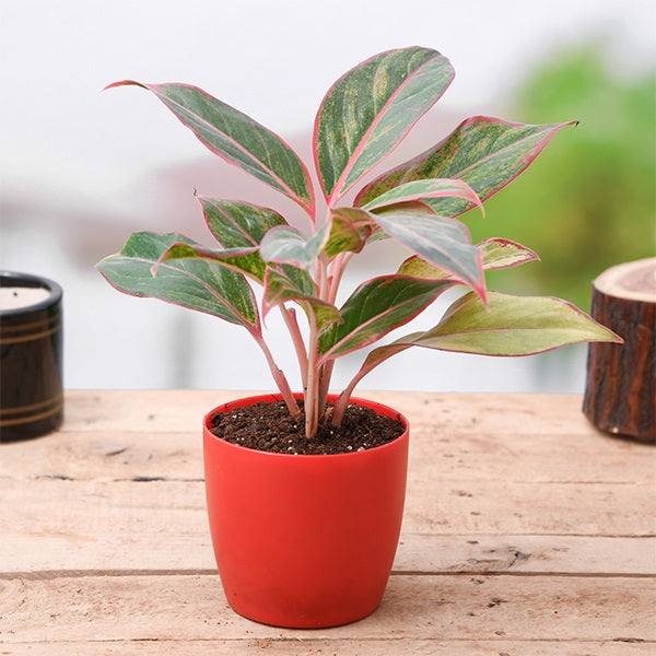 Aglaonema Plants